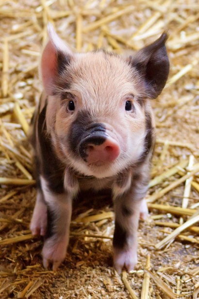 A small pig